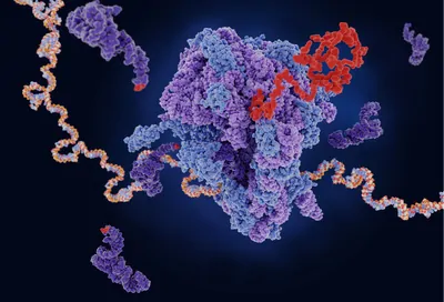Artist’s rendering of the protein synthesis process, in which a tRNA molecules carry amino acids to a ribosome that’s decoding a strand of mRNA. Artist’s rendering of the protein synthesis process, in which a tRNA molecules carry amino acids to a ribosome that’s decoding a strand of mRNA.